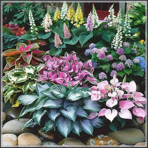 Funkien knollen, Pflanzen Funken Hosta Winterhartes MehrjäHrig, Große Blattpflanzen, Hosta Knollen,Seltene,funkien zwiebeln-6 Rhizom-I Funkien knollen, Pflanzen Funken Hosta Winterhartes MehrjäHrig, Große Blattpflanzen, Hosta Knollen,Seltene,funkien zwiebeln-6 Rhizom-I von ZZNCHH