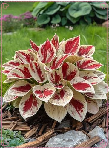 Pflanzen Funken Hosta Winterhartes MehrjäHrig, Funkien Hosta zwiebeln,Funkien winterhart mehrjähri,Große Blattpflanzen-15 Rhizom-H Pflanzen Funken Hosta Winterhartes MehrjäHrig, Funkien Hosta zwiebeln,Funkien winterhart mehrjähri,Große Blattpflanzen-15 Rhizom-H von ZZNCHH