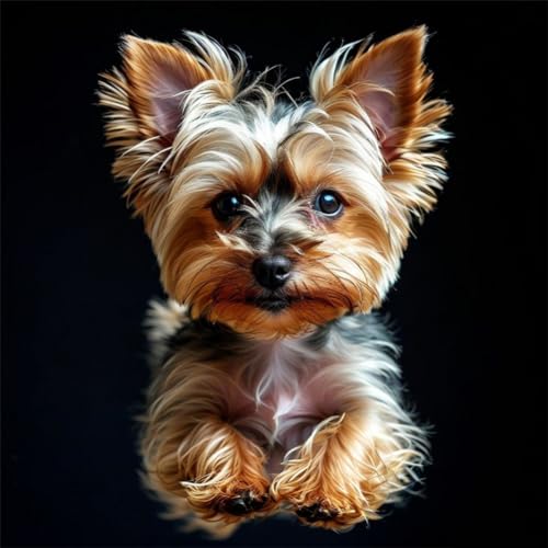 Yorkshire Terrier Diamond Painting Diamant Painting Bilder Erwachsene und Kinder Malen Nach Zahlen Crystal Arts Craft Cross Stickerei 5D Diamant Painting für Wand Dekor Diamant Malerei Hund 50x50cm von Znnhtyj