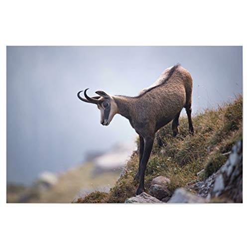 artboxONE Poster 120x80 cm Natur Elegance is an Attitude hochwertiger Design Kunstdruck - Bild wildtiere alps Animal von artboxONE