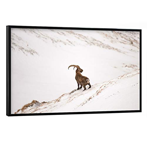 artboxONE Poster mit schwarzem Rahmen 90x60 cm Natur King of The Mountain - Bild Steinbock Capricorn Cold von artboxONE