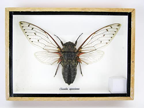 Echte präparierte und riesige Insekten, Cicaden und Krabbler im Schaukasten aus Holz hinter Glas (Cicada speciosa) von asiahouse24
