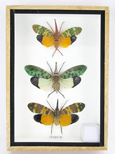 asiahouse24 Echte präparierte und riesige Insekten, Cicaden und Krabbler im Schaukasten aus Holz hinter Glas (3 Pyrops sp.) von asiahouse24