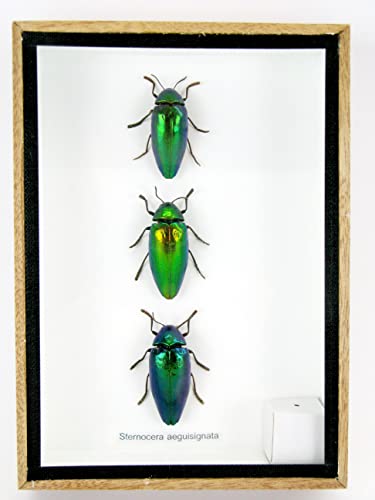 asiahouse24 Echte präparierte und riesige Insekten, Cicaden und Krabbler im Schaukasten aus Holz hinter Glas (3 Sternocera arguisignata geschlossen) von asiahouse24