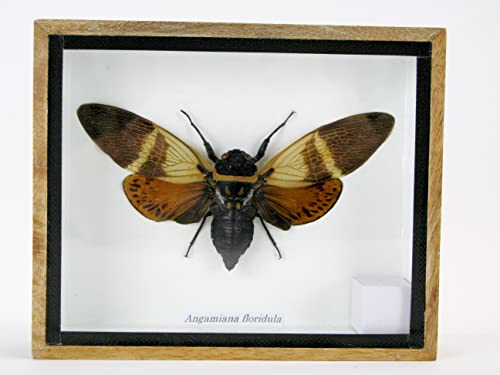 asiahouse24 Echte präparierte und riesige Insekten, Cicaden und Krabbler im Schaukasten aus Holz hinter Glas (Angamania floridula) von asiahouse24