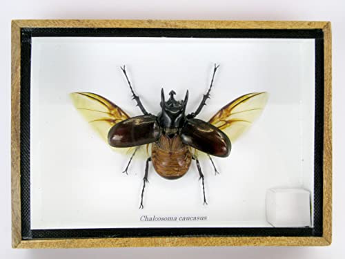 asiahouse24 Echte präparierte und riesige Insekten, Cicaden und Krabbler im Schaukasten aus Holz hinter Glas (Chalcosoma caucasus) von asiahouse24