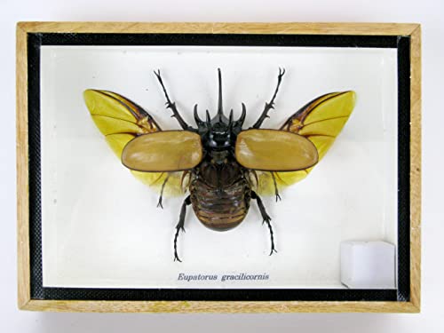 asiahouse24 Echte präparierte und riesige Insekten, Cicaden und Krabbler im Schaukasten aus Holz hinter Glas (Eupatorus gracilicornes) von asiahouse24