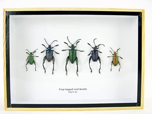 asiahouse24 Echte präparierte und riesige Insekten, Cicaden und Krabbler im Schaukasten aus Holz hinter Glas … (5 Frog-Legged Leaf Beetle) von asiahouse24
