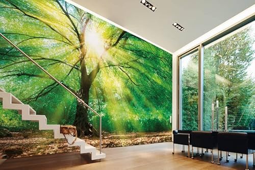 Fototapete Baum Sonnenstrahlen Laubblätter grün braun Wald Sonne | 3,50 x 2,55 m von awallo
