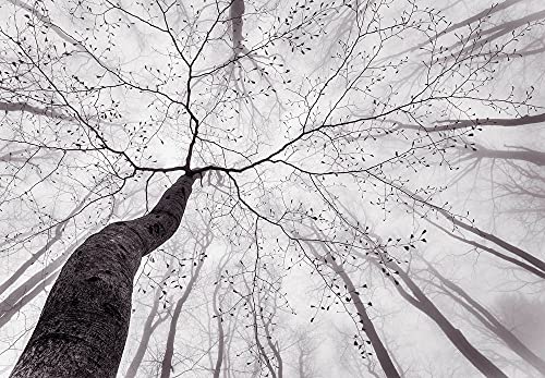 Fototapete Baumkrone im Himmel Schwarz Weiß Wald Natur modern | 3,66 m x 2,54 m | Weiß, Schwarz von awallo