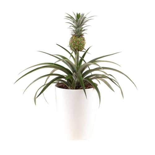 Ananas-Pflanze, Ananas comosus Mi Amigo, Zierananas, echte Zimmerpflanze im 15cm Topf, Höhe 40-50cm von blumenshop.de