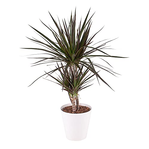 Drachenbaum, Dracaena Marginata, echte Zimmerpflanze im 17cm Topf, Höhe ca. 70cm von blumenshop.de