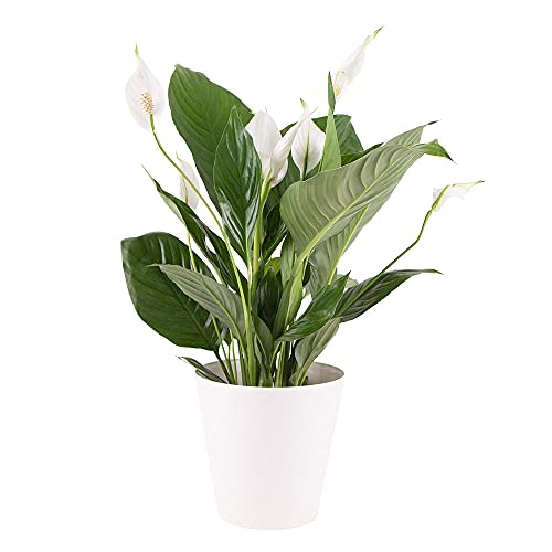 Einblatt Zimmerpflanze, Spathiphyllum, echte Zimmerpflanze im 17cm Topf, Höhe ca. 60cm von blumenshop.de