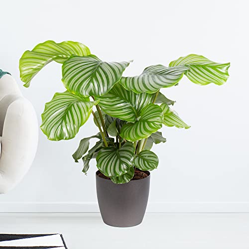 Korbmarante, Calathea Orbifolia, echte Zimmerpflanze im 19cm Topf, Höhe ca. 70cm von blumenshop.de