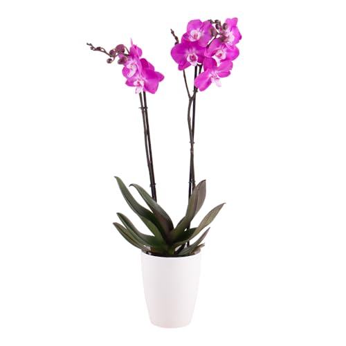 Orchidee Lila, Phalaenopsis, zwei Rispen, echte Zimmerpflanze im 12cm Topf, Höhe ca. 70cm von blumenshop.de