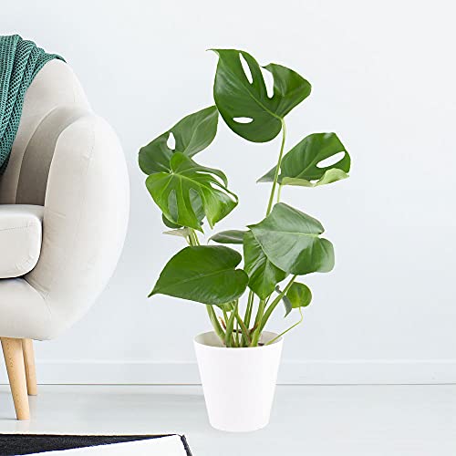 Monstera, Fensterblatt, echte Zimmerpflanze im 14cm Topf, Höhe ca. 50cm von blumenshop.de