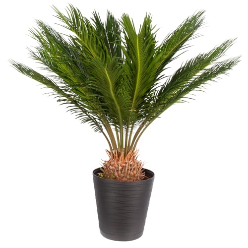 Japanischer Palmfarn, Cycas revoluta, echte Zimmerpflanze im 17cm Topf, Höhe ca. 60cm von blumenshop.de