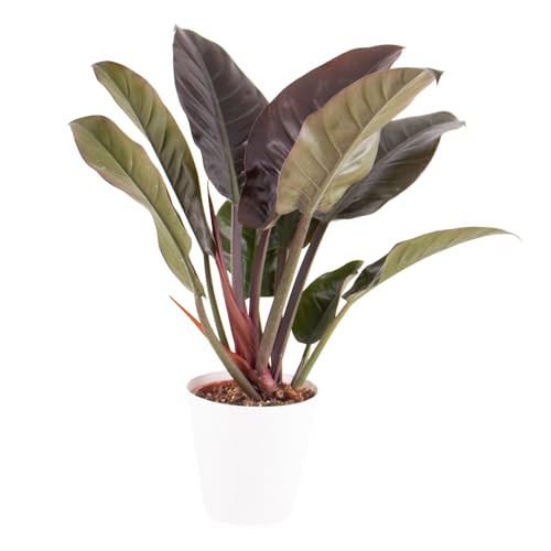 Philodendron, Imperial Red, echte Zimmerpflanze im 17cm Topf, Höhe ca. 45cm von blumenshop.de