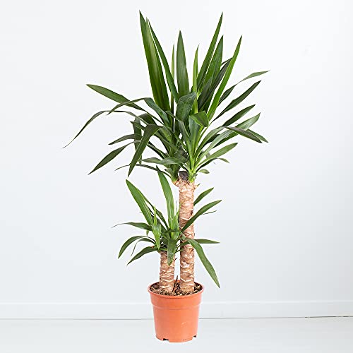 Yucca-Palme, Palmlilie, 2-stämmig, echte Zimmerpflanze im 17cm Topf, Höhe ca. 90cm von blumenshop.de