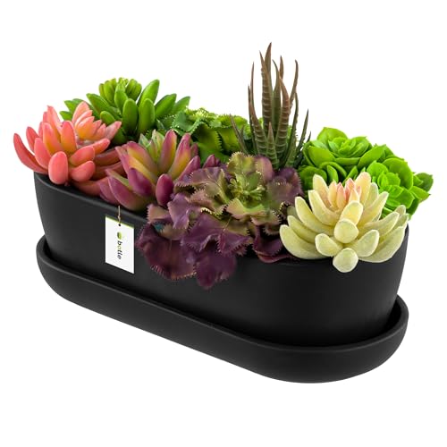 botle Blumentopf Keramik Schwarz Kaktenschale mit Untersetzer Oval LxBxH 13 cm x 27,5 cm x 8 cm Oberfläche Matt Kakten Modern Glamour von botle