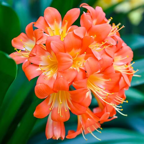 100 Stück orange Clivia-Blumensamen 100 Stück orange Clivia-Blumensamen von cetechondra