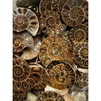 50G+ Natürliches A Paar Ammonit Fossil Exemplar Kristall Heilung Geschenk Sammeln Dekor Ostern Geschenk, Zufällige Lieferung von crystland