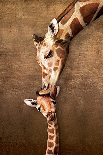 Giraffes Giraffen - Mother's Kiss Baby - Natur Poster Foto - Grösse 61x91,5 cm + Wechselrahmen, Shinsuke® Maxi Aluminium Silber, Acryl-Scheibe von empireposter