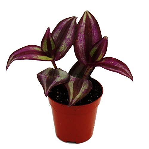 Exotenherz - Mini-Pflanze - Tradescantia "Purple" - Dreimasterblume - Wasserhexe - Ideal für kleine Schalen und Gläser - Baby-Plant im 5,5cm Topf von exotenherz