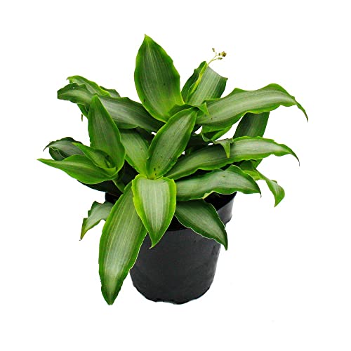 Exotenherz - Murdannia loriformis "Bright Star" - niedrig wachsende Zimmerpflanze - 12cm Topf von exotenherz