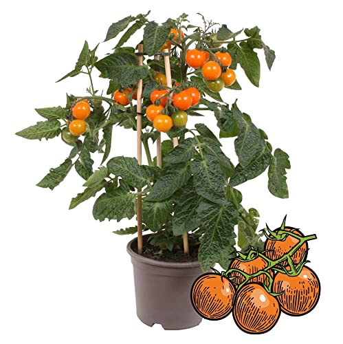 Exotenherz - Orange Kirschtomate - Cherrytomate - Pflanze mit vielen Früchten - für Balkon und Garten - 14cm Topf - Gemüse-To-Go von exotenherz