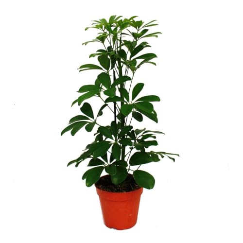 Exotenherz - Strahlenaralie - Schefflera arboricola "Nora" - grünlaubig - 1 Pflanze - pflegeleichte Zimmerpflanze - luftreinigend- 12cm Topf von exotenherz