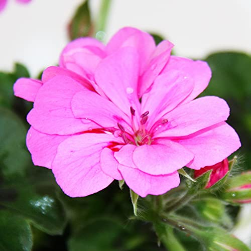 Geranien hängend - Pelargonium peltatum - 12cm Topf - Set mit 6 Pflanzen - helles violett von exotenherz