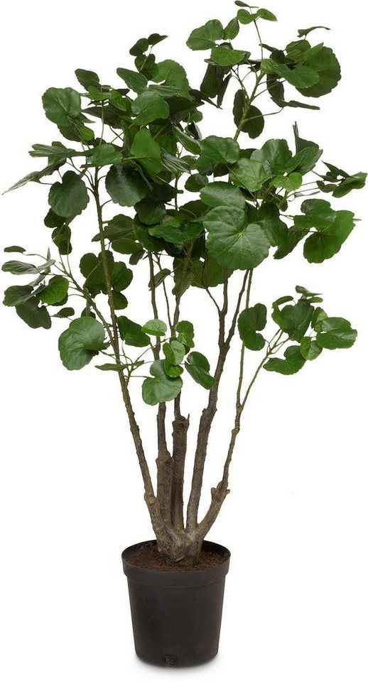 Kunstpflanze Fiederaralie Polyscias Kunstpflanze 116 cm, getopft, fleur ami, Höhe 116 cm von fleur ami