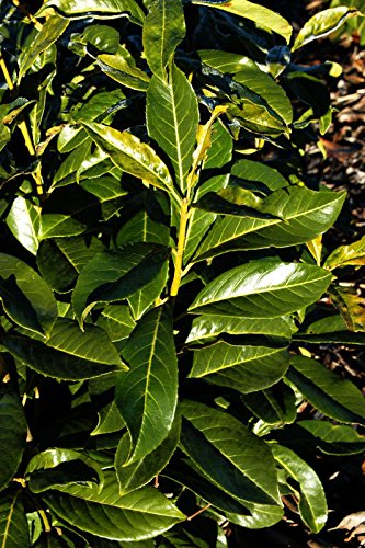 Kirschlorbeer Kaukasischer Kirschlorbeer Prunus lauroc. Caucasica Containerware 60-80 cm von floranza.de