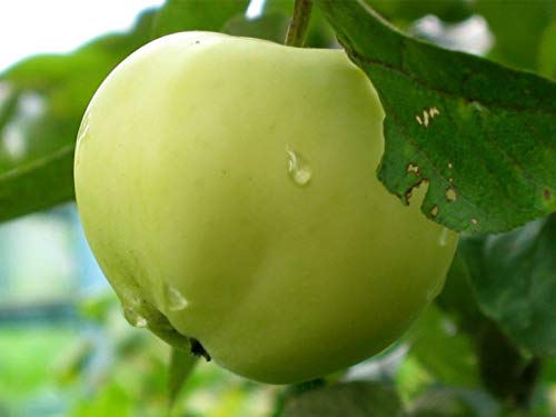 Apfel Belij Naliv,Sommerapfel,Zwergapfelbaum,Apfelbaum ca.160 cm, Белый Налив von gimolost