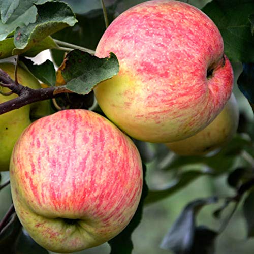 Apfel Borowinka, Sommerapfel, Apfelbaum ca.160/180 cm. C5, malus domestica von gimolost