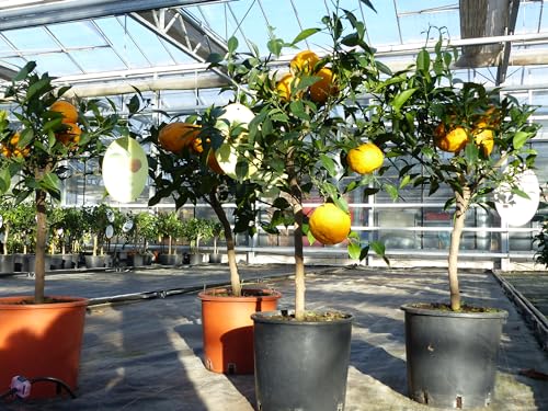 gruenwaren jakubik Citrus Yuzu 70-80 cm, Zitronenbaum Zitrone, japanische Zitrone, winterhart von gruenwaren jakubik