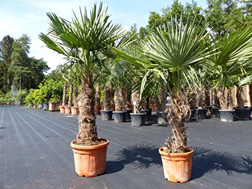 gruenwaren jakubik 2 Stück im Palmenset Trachycarpus fortunei dicke Stämme 220 cm Hanfpalme, winterharte Palme bis -18°C von gruenwaren jakubik