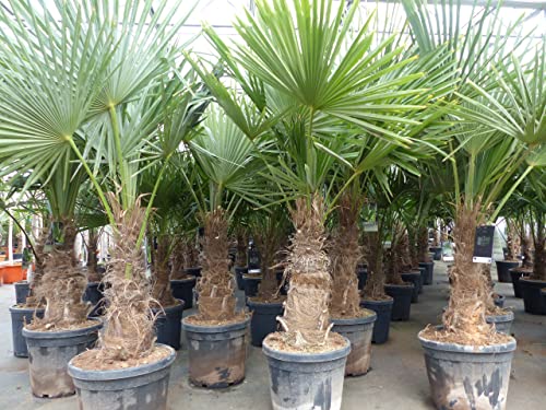 gruenwaren jakubik 5 Stück XXL Stämme Palme winterhart 180 cm Trachycarpus fortunei, Hanfpalme, Top-Qualität von gruenwaren jakubik