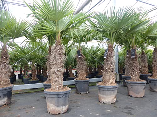 gruenwaren jakubik Trachycarpus fortunei dicke Stämme 200 cm Hanfpalme, winterharte Palme bis -18°C von gruenwaren jakubik