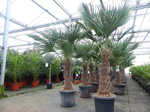 gruenwaren jakubik Trachycarpus fortunei dicker Stamme, 170-200 cm hohe Hanfpalme, winterharte Palme bis -18°C von gruenwaren jakubik