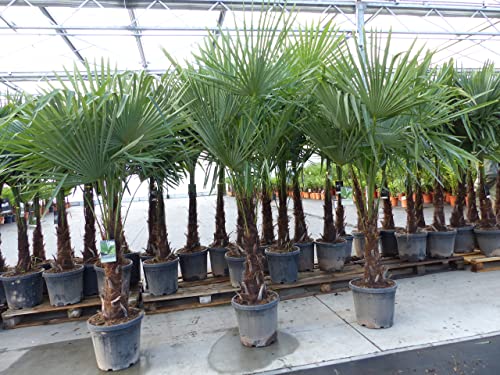 gruenwaren jakubik XXL+ Palme winterhart 170-190 cm Trachycarpus fortunei, Hanfpalme, Top-Qualität von gruenwaren jakubik