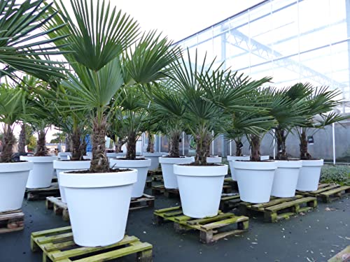 gruenwaren jakubik XXL Palme winterhart inkl. Pflanzkübel weiß, 160-190 cm Trachycarpus fortunei, Hanfpalme, Top-Qualität von gruenwaren jakubik