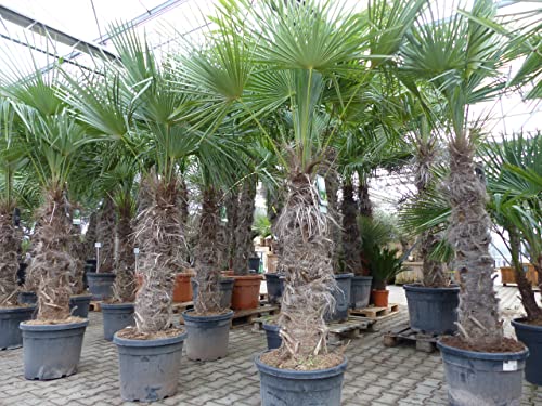 gruenwaren jakubik XXXXL 210-230 cm Trachycarpus fortunei Hanfpalme, winterharte Palme bis -18°C von gruenwaren jakubik