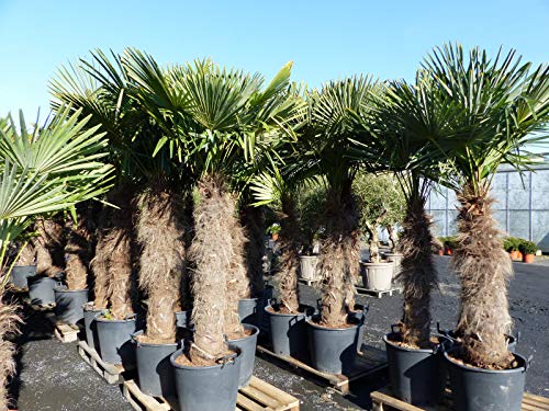 gruenwaren jakubik XXXXL 220-240 cm Trachycarpus fortunei 120 cm Stamm Hanfpalme, winterharte Palme bis -18°C von gruenwaren jakubik