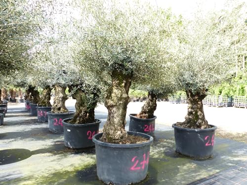 gruenwaren jakubik exakt dieser Baum Nr. 24I, 300 cm, Olivenbaum, Bonsai, knorrige alte urige Olive winterhart von gruenwaren jakubik