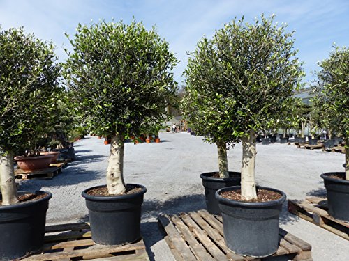 gruenwaren jakubik winterharter XL Olivenbaum Premiumqualität 45 Jahre, extra dicke Stämme, winterhart von gruenwaren jakubik