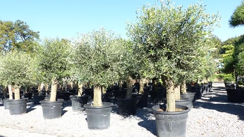 gruenwaren jakubik winterharter XXL Olivenbaum Premiumqualität 50 Jahre, extra dicke Stämme, winterhart von gruenwaren jakubik