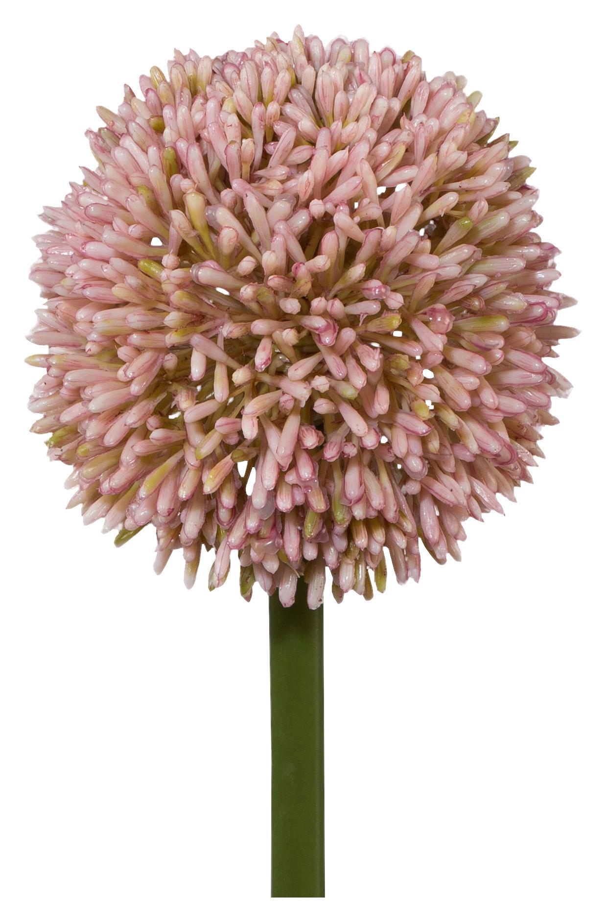 Allium II Rosa/Grün ca. 64cm Allium II Rosa/Grün ca. 64cm