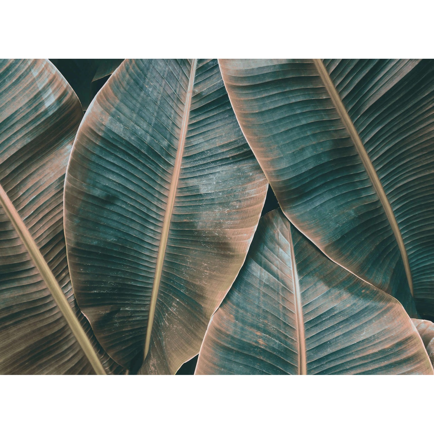 Fototapete Blätter Palmen Grün Braun 3,50 m x 2,55 m FSC® von -
